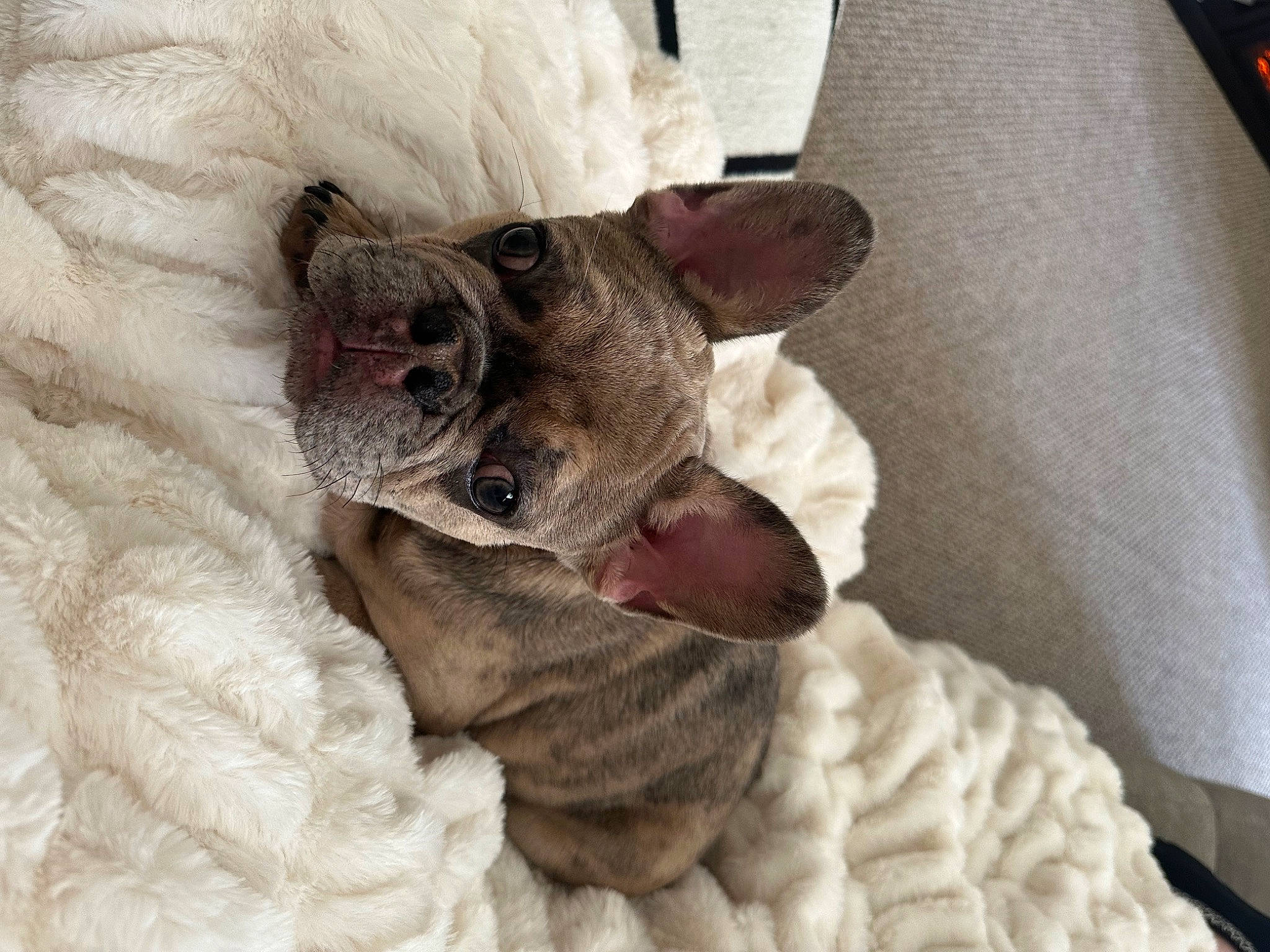 Prime joined the competition — help win amazing prizes! bulldog, canidae, carnivore, comfort, companion_dog, dog, dog_breed, ear, fawn, felidae, fur, linens, nap, snout, sporting_group, terrestrial_animal, toy_dog, whiskers, working_animal, wrinkle