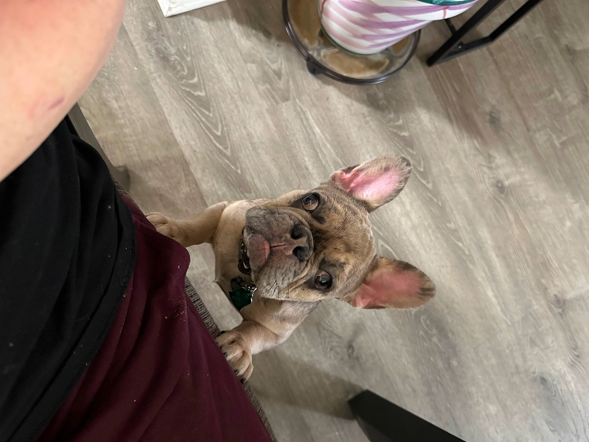 Prime is registered to the contest to win money with this photo: canidae, claw, domestic_short_haired_cat, felidae, finger, fish, flesh, flooring, foot, fur, gesture, hardwood, human_leg, nail, small_to_medium_sized_cats, thumb, whiskers, wood, wood_stain, wrist