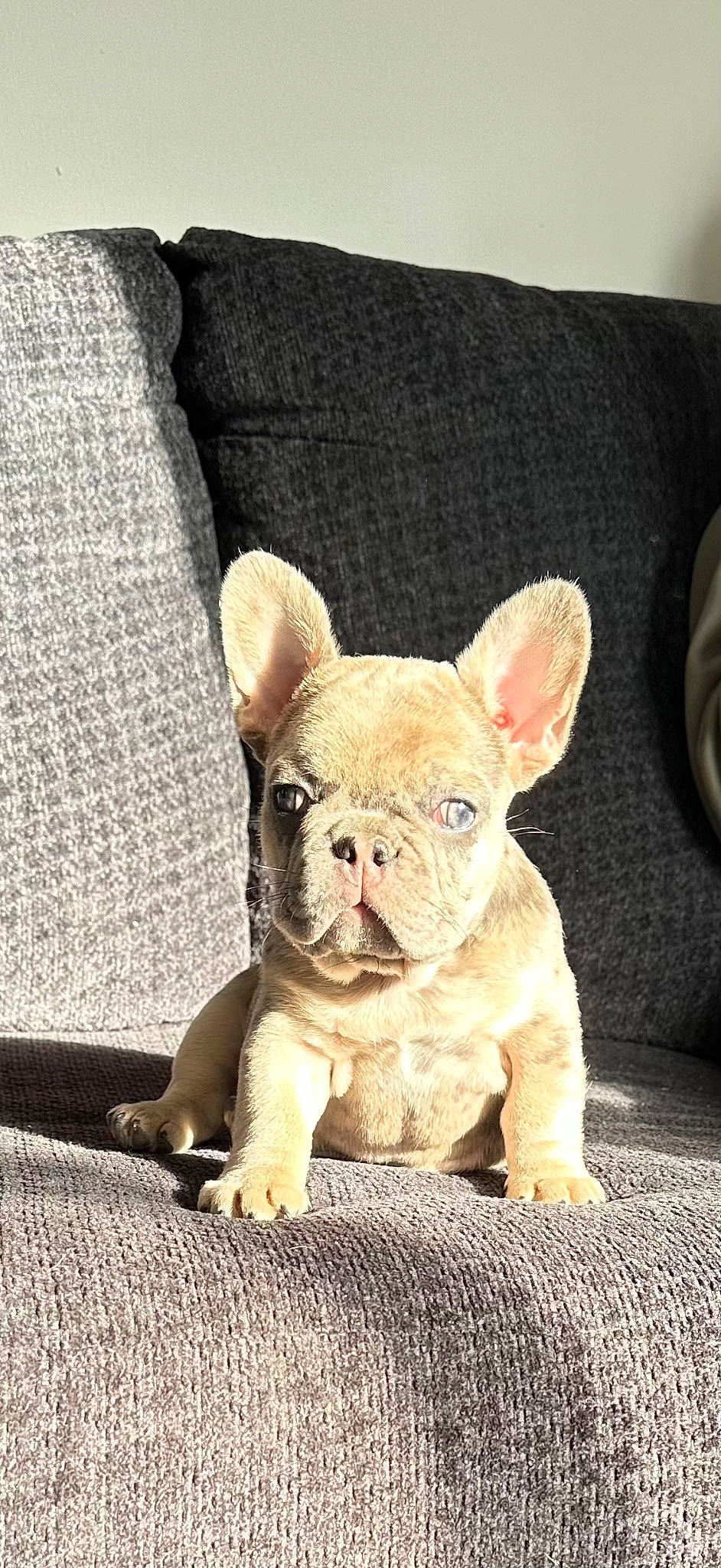 Prime joined the competition — help win amazing prizes! art, bulldog, canidae, carnivore, comfort, companion_dog, dog, dog_breed, ear, fawn, fur, sitting, snout, sporting_group, tail, terrestrial_animal, toy_dog, whiskers, working_animal, wrinkle