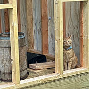 John is registered to the contest to win money with this photo: animal, background, barrel, calm, cat, collar, construction, curious, feline, floor, indoor, nails, orange_tabby, pet, planks, quiet, sitting, unfinished, wood, wooden_structure