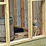 animal, background, barrel, calm, cat, collar, construction, curious, feline, floor, indoor, nails, orange_tabby, pet, planks, quiet, sitting, unfinished, wood, wooden_structure