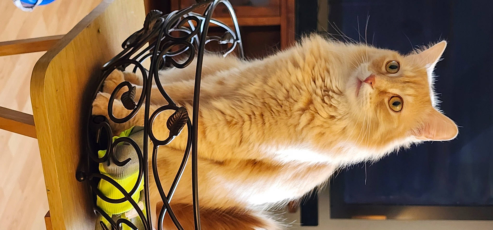 Simba joined the competition — help win amazing prizes! animal_shelter, audio_equipment, carnivore, cat, domestic_short_haired_cat, event, fawn, felidae, flowerpot, fur, house, mammal, metal, small_to_medium_sized_cats, snout, tail, terrestrial_animal, whiskers, window, wood