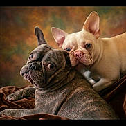 Mia Cj is registered to the contest to win money with this photo: dog, french_bulldog, brindle, cream_colored, pets, animals, portrait, cuddling, close_up, wrinkled_face, ears, cute, indoor, studio_lighting, brown_blanket, warm_colors, companionship, two_dogs, looking_at_camera, friendship