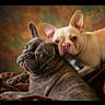 dog, french_bulldog, brindle, cream_colored, pets, animals, portrait, cuddling, close_up, wrinkled_face, ears, cute, indoor, studio_lighting, brown_blanket, warm_colors, companionship, two_dogs, looking_at_camera, friendship