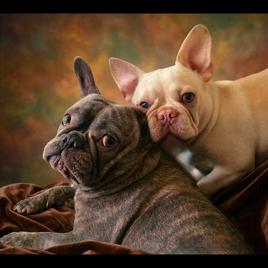 Mia Cj is registered to the contest to win money with this photo: dog, french_bulldog, brindle, cream_colored, pets, animals, portrait, cuddling, close_up, wrinkled_face, ears, cute, indoor, studio_lighting, brown_blanket, warm_colors, companionship, two_dogs, looking_at_camera, friendship