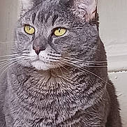 Bambi joined the competition — help win amazing prizes! animal, calm, cat, close_up, cute, domestic_cat, eyes, face, feline, fur, grey_tabby, head, indoor, looking_away, mammal, pet, portrait, sitting, whiskers, yellow_eyes