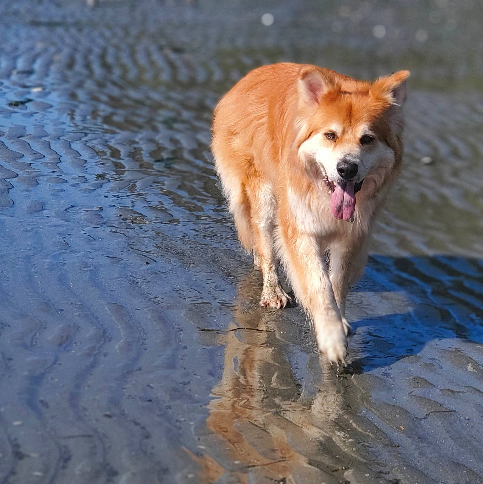 Fawkes joined the competition — help win amazing prizes! ancient_dog_breeds, canidae, canis, carnivore, companion_dog, dog, dog_breed, fawn, herding_dog, lake, liquid, non_sporting_group, spitz, sporting_group, tail, vertebrate, water, working_animal, working_dog