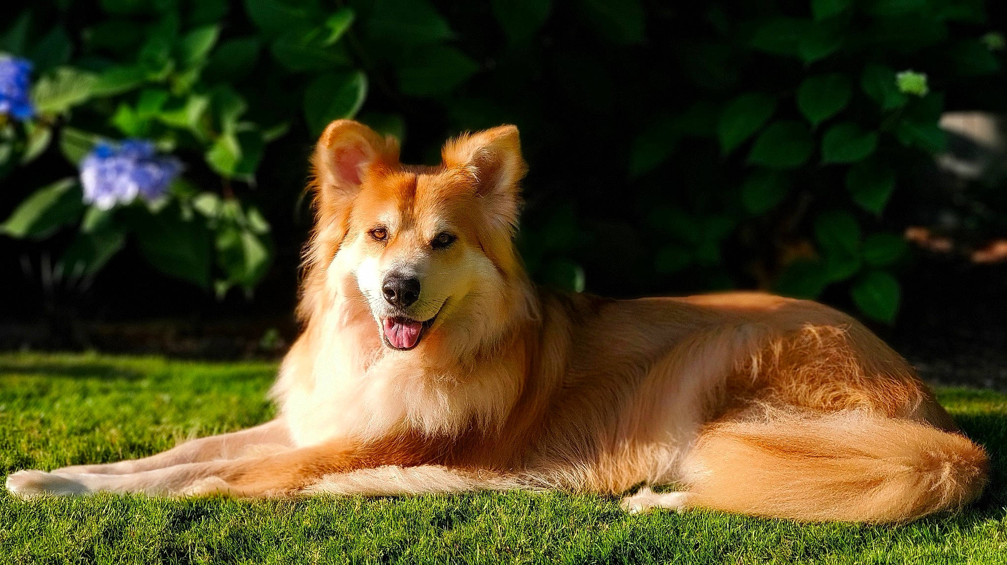 Fawkes is registered to the contest to win money with this photo: ancient_dog_breeds, carnivore, companion_dog, dog, dog_breed, fang, fawn, fur, grass, plant, smile, snout, spitz, sporting_group, terrestrial_animal, tree, whiskers, wildlife, working_animal, working_dog