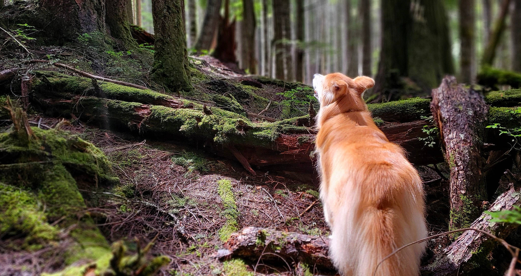 Fawkes is registered to the contest to win money with this photo: carnivore, companion_dog, dog, dog_breed, fawn, forest, grass, groundcover, leaf, natural_landscape, plant, retriever, tail, temperate_broadleaf_and_mixed_forest, terrestrial_plant, tree, trunk, wilderness, wood, woodland