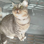 Bella a rejoint le concours — aidez-le/la à gagner de superbes lots ! cat, tabby, pet, animal, laundry_basket, curious, indoor, feline, whiskers, ears, floor, plastic, sitting, looking_up, collar, paws, cute, domestic_cat, striped, alert