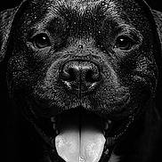 Winston a rejoint le concours — aidez-le/la à gagner de superbes lots ! dog, portrait, close_up, black_and_white, tongue_out, wet, water_droplets, happy, canine, animal, pet, face, fur, snout, eyes, mouth, black_background, wet_fur, playful, friendly