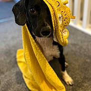 Bella Louise joined the competition — help win amazing prizes! dog, black_and_white, towel, yellow, carpet, indoors, pet, cute, animal, hooded_towel, portrait, sitting, soft_focus, fur, ears, paw, face, cozy, adorable, blanket