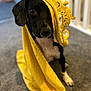 dog, black_and_white, towel, yellow, carpet, indoors, pet, cute, animal, hooded_towel, portrait, sitting, soft_focus, fur, ears, paw, face, cozy, adorable, blanket