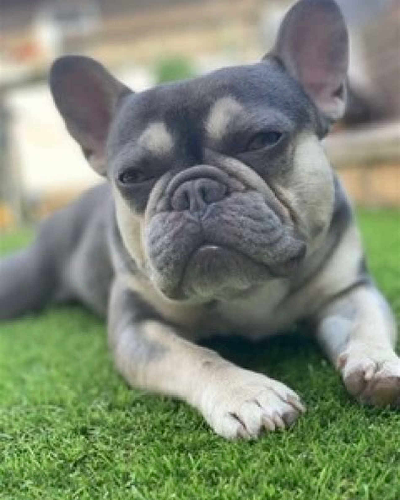Mik is registered to the contest to win money with this photo: dog, french_bulldog, pet, grass, close_up, portrait, wrinkled, snout, ears, paws, outdoors, resting, sleepy, cute, animal, canine, domestic_pet, muzzle, blurred_background, expression