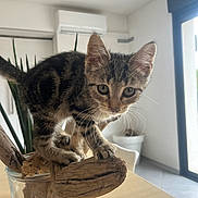 Vodka participe au concours pour gagner de l'argent avec cette photo : kitten, cat, tabby, wood, glass_vase, table, indoor, houseplant, modern_interior, curious, whiskers, fur, pet, animal, furniture, daylight, window, home, closeup, young_cat