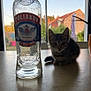 kitten, cat, vodka_bottle, table, window, backyard, plant, chair, building, sky, sunlight, indoor, silhouette, glass, liquid, label, shadow, furniture, curiosity, domestic