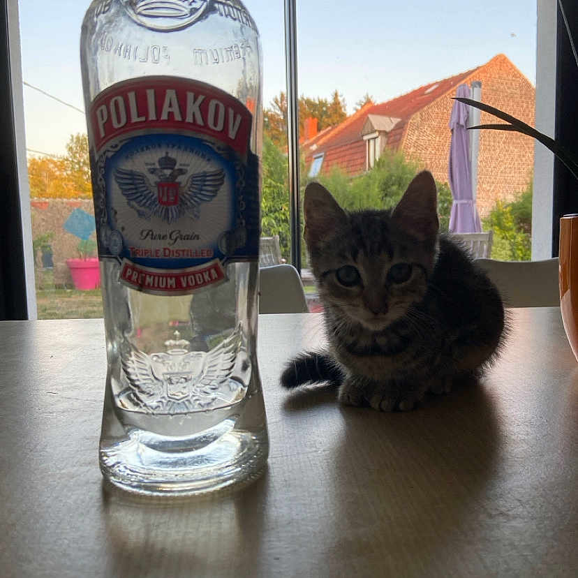 Vodka