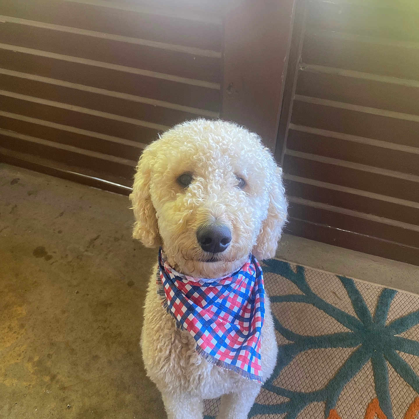 Finn is registered to the contest to win money with this photo: animal, bandana, brown_wall, calm, canine, companion, curly_fur, cute, dog, domestic_animal, floor, friendly, furry, indoor, looking_up, patterned_rug, pet, portrait, rug, sitting