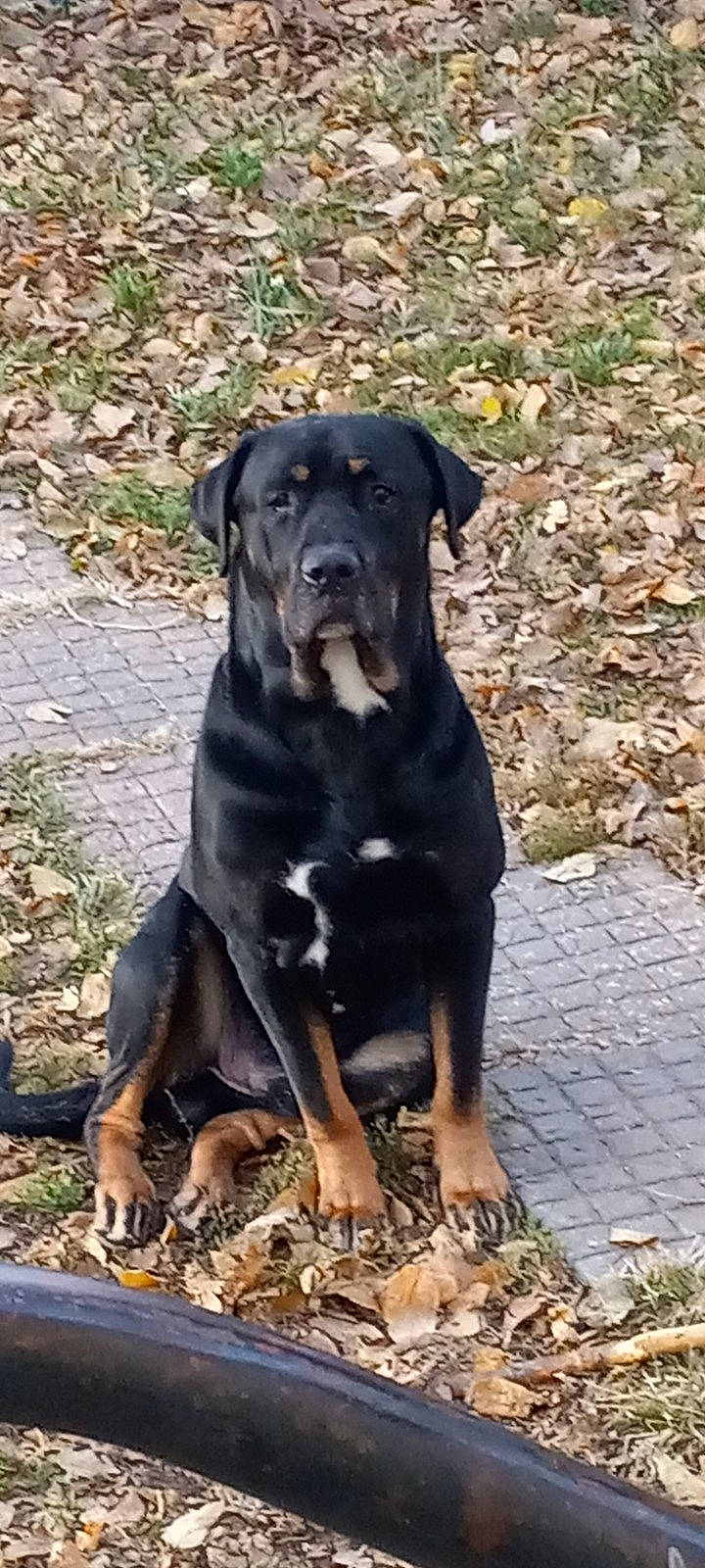 Rossco is registered to the contest to win money with this photo: borador, canidae, carnivore, collar, companion_dog, dog, dog_breed, dog_collar, fawn, grass, guard_dog, hunting_dog, plant, rottweiler, snout, sporting_group, tail, terrestrial_animal, working_animal, working_dog