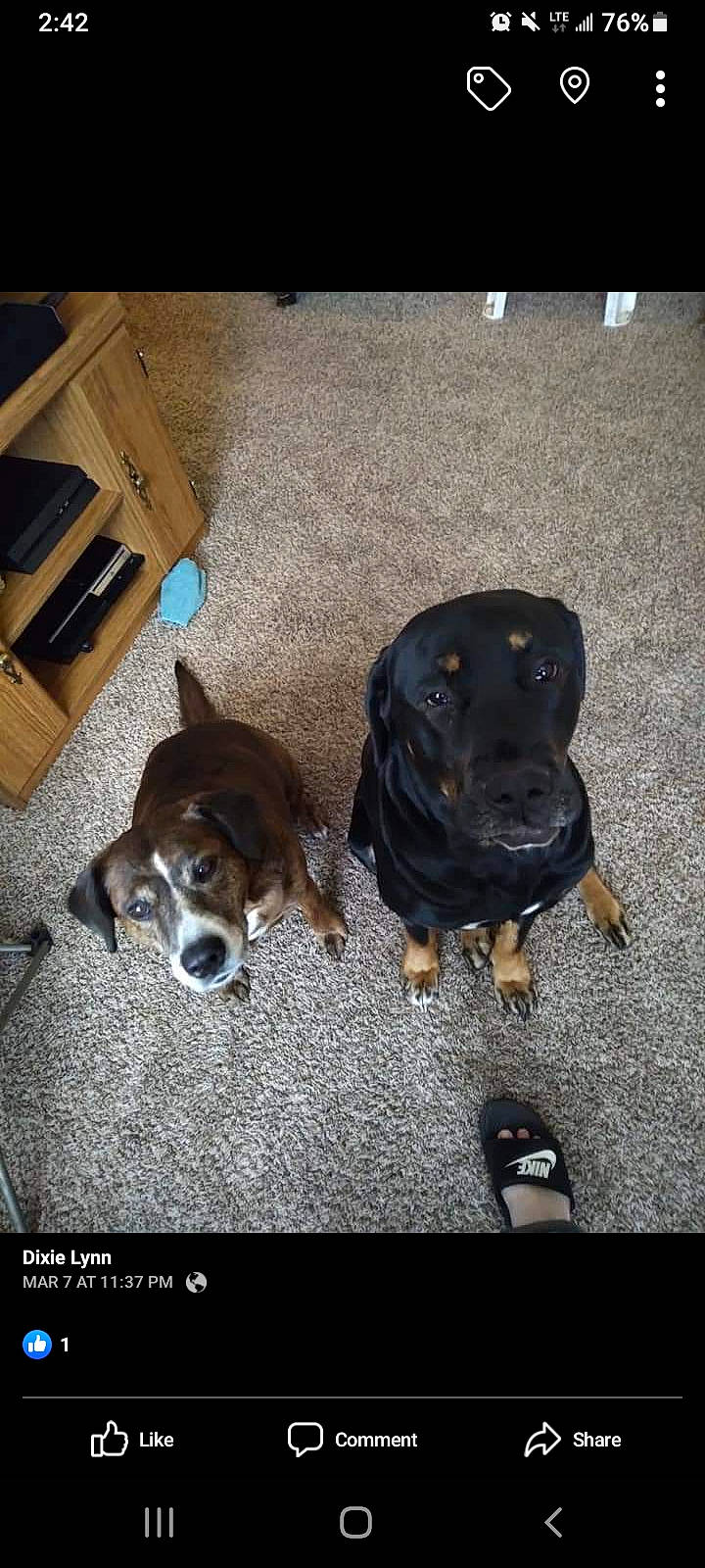 Rossco is registered to the contest to win money with this photo: canidae, carnivore, chair, collar, companion_dog, dog, dog_breed, floor, flooring, fur, hardwood, liver, mammal, pet_supply, scent_hound, snout, sporting_group, wood, working_animal, working_dog