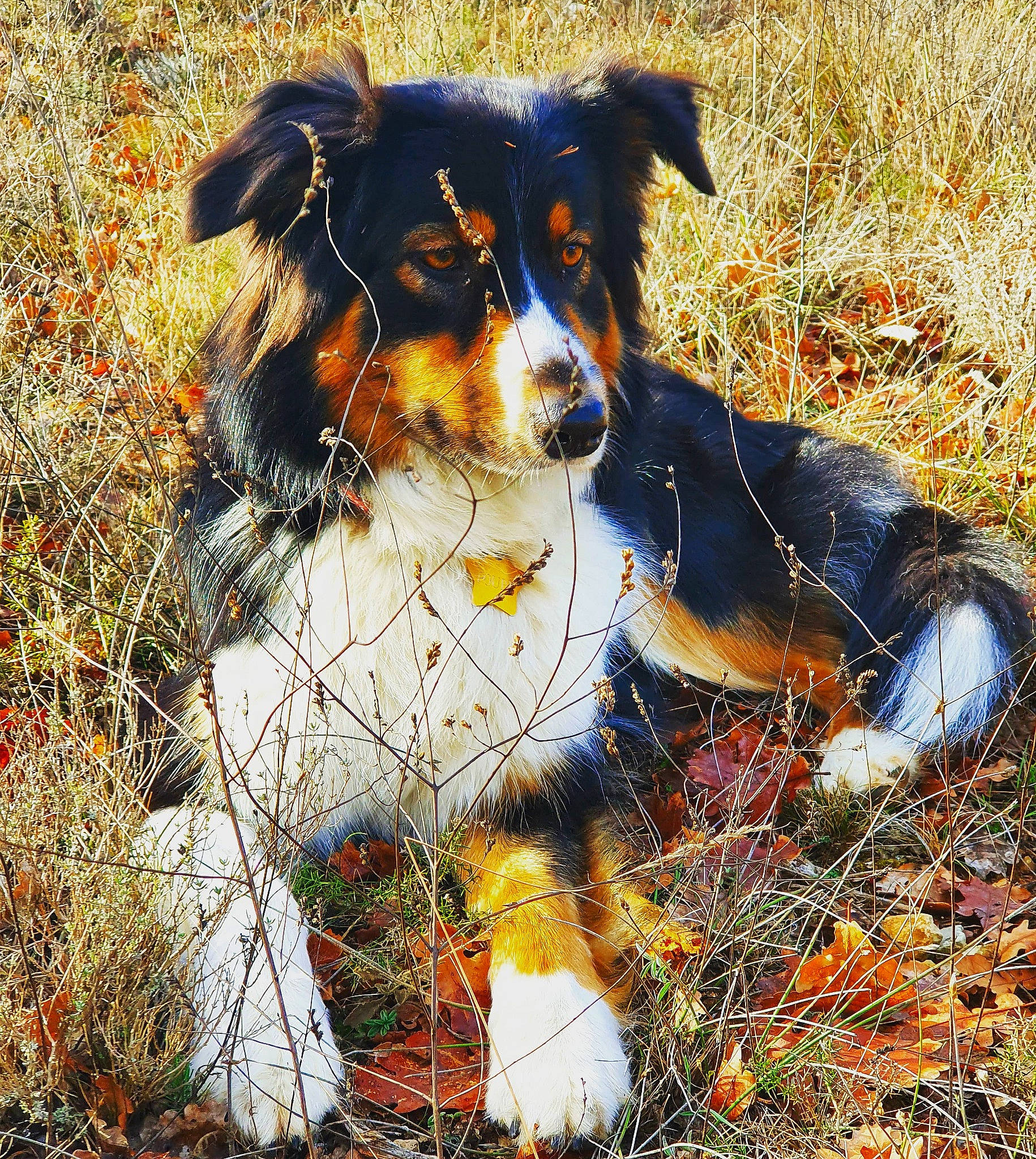 Fendi participe au concours pour gagner de l'argent avec cette photo : canidae, carnivore, companion_dog, dog, dog_breed, fur, grass, herding_dog, hunting_dog, natural_landscape, people_in_nature, plant, sporting_group, working_animal, working_dog