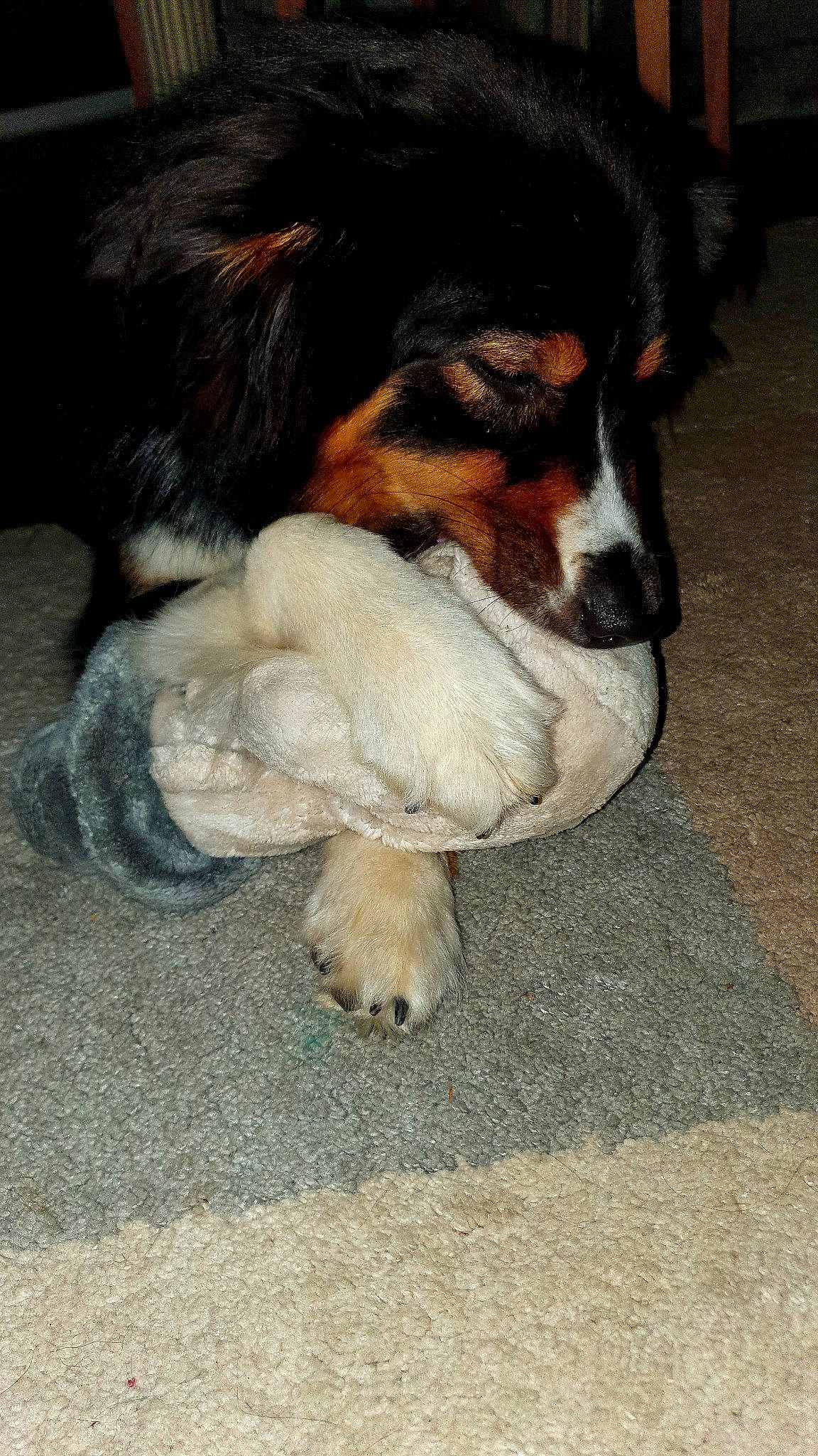 Fendi participe au concours pour gagner de l'argent avec cette photo : beaglier, bernese_mountain_dog, canidae, carnivore, companion_dog, dog, dog_breed, fur, mammal, paw, snout, sporting_group, tail, terrestrial_animal, toy_dog, whiskers, working_dog