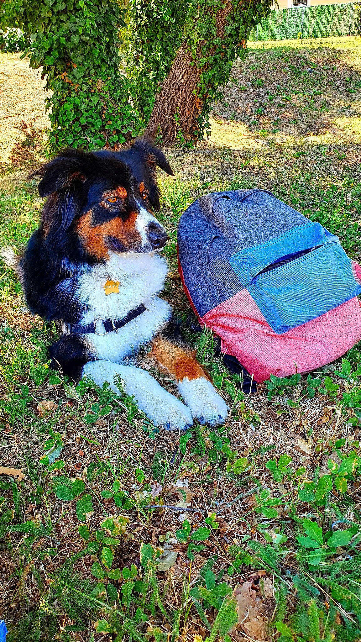 Fendi participe au concours pour gagner de l'argent avec cette photo : canidae, carmine, carnivore, companion_dog, dog, dog_breed, dog_supply, electric_blue, fur, grass, herding_dog, luggage_and_bags, plant, sporting_group, tail, toy, toy_dog, working_animal, working_dog