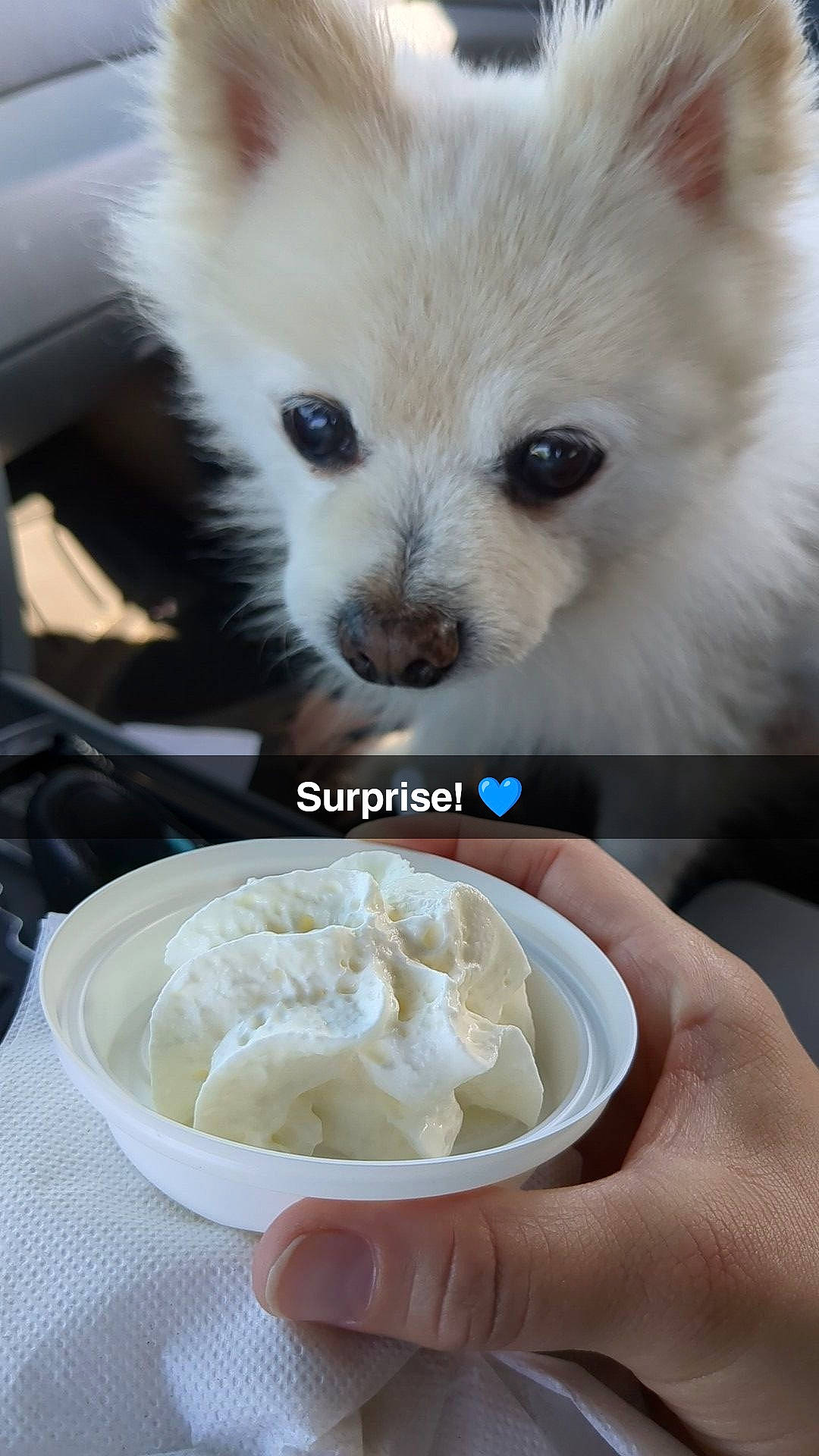 Simba joined the competition — help win amazing prizes! carnivore, chiboust_cream, clotted_cream, companion_dog, cream, cuisine, dog, dog_breed, fawn, food, frozen_dessert, gelato, ingredient, recipe, samoyed, skyr, snout, spitz, whiskers, white