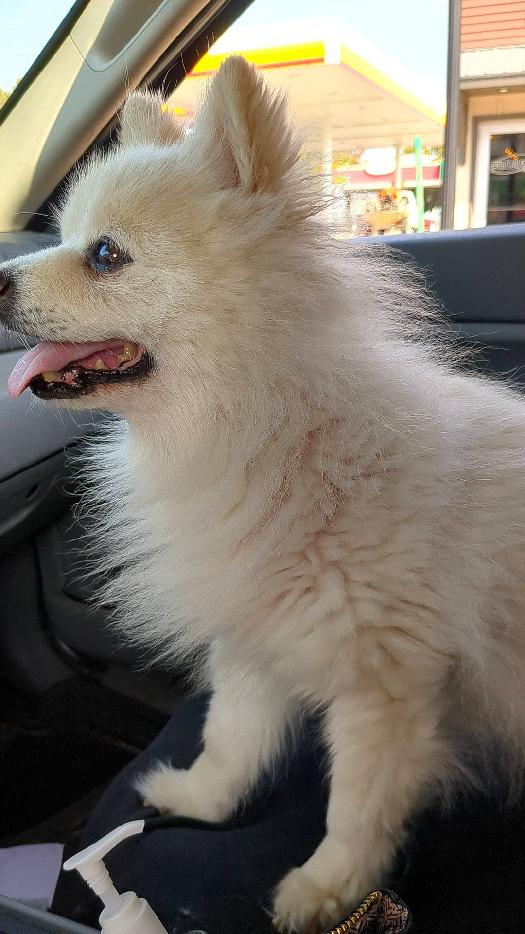 Simba is registered to the contest to win money with this photo: canidae, carnivore, companion_dog, dog, dog_breed, fur, hood, indian_spitz, japanese_spitz, non_sporting_group, plant, samoyed, snout, spitz, sporting_group, whiskers, window, windscreen_wiper, working_animal
