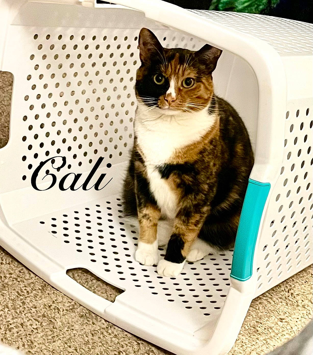 Cali is registered to the contest to win money with this photo: carnivore, cat, comfort, domestic_short_haired_cat, felidae, fur, paw, pet_supply, rectangle, small_to_medium_sized_cats, snout, tail, terrestrial_animal, whiskers