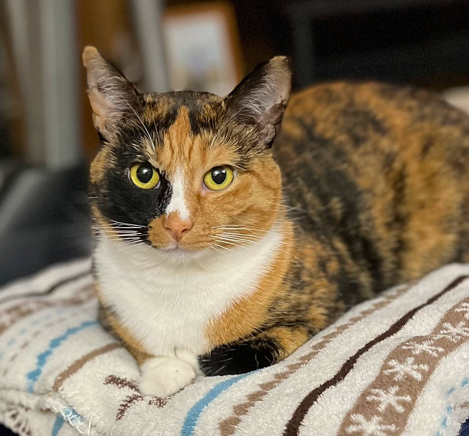 Cali joined the competition — help win amazing prizes! carnivore, cat, cat_furniture, cat_supply, collar, domestic_short_haired_cat, eye, felidae, fur, paw, pet_supply, sitting, small_to_medium_sized_cats, snout, terrestrial_animal, whiskers