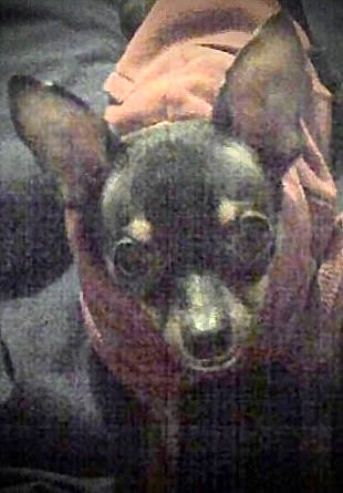 Scooby joined the competition — help win amazing prizes! ancient_dog_breeds, art, canidae, carnivore, chihuahua, companion_dog, corgi_chihuahua, dog, dog_breed, ear, fur, non_sporting_group, painting, snout, square, terrestrial_animal, toy_dog, visual_arts, whiskers, working_animal