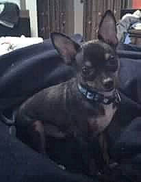 Scooby is registered to the contest to win money with this photo: carnivore, companion_dog, corgi_chihuahua, dog, dog_breed, ear, fawn, snout, terrestrial_animal, toy_dog, whiskers, working_animal