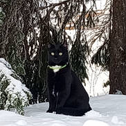Youmi a rejoint le concours — aidez-le/la à gagner de superbes lots ! alert, animal, black_cat, branches, cat, cold, forest, fur, green_collar, mammal, nature, outdoor, pet, sitting, snow, snowy_ground, tree, wildlife, winter, winter_forest
