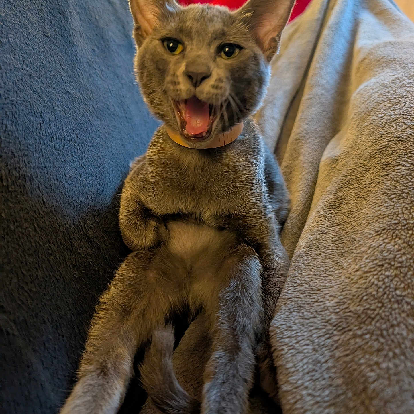 Adès a rejoint le concours — aidez-le/la à gagner de superbes lots ! blanket, cat, collar, couch, cozy, ears, feline, front_legs, fur, grey_cat, home, indoor, mouth_open, pet, red_cushion, relaxed, sitting, stretching, whiskers, yawning