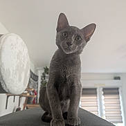 Adès participe au concours pour gagner de l'argent avec cette photo : cat, kitten, gray_fur, pet, indoors, furniture, curious, animal, cute, whiskers, ears, eyes, paws, young_cat, domestic_cat, mammal, portrait, houseplant, window_blinds, soft_light