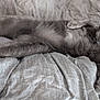 cat, gray_cat, pet, feline, stretching, bed, bedding, blanket, indoor, fur, animal, relaxing, sleepy, paw, whiskers, cute, domestic_animal, resting, soft, cozy