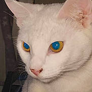Sassy joined the competition — help win amazing prizes! cat, white_cat, close_up, animal, pet, feline, face, ears, whiskers, eyes, blue_eyes, yellow_eyes, fur, muzzle, indoor, domestic_animal, portrait, looking_away, cute, alert