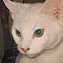 cat, white_cat, close_up, animal, pet, feline, face, ears, whiskers, eyes, blue_eyes, yellow_eyes, fur, muzzle, indoor, domestic_animal, portrait, looking_away, cute, alert