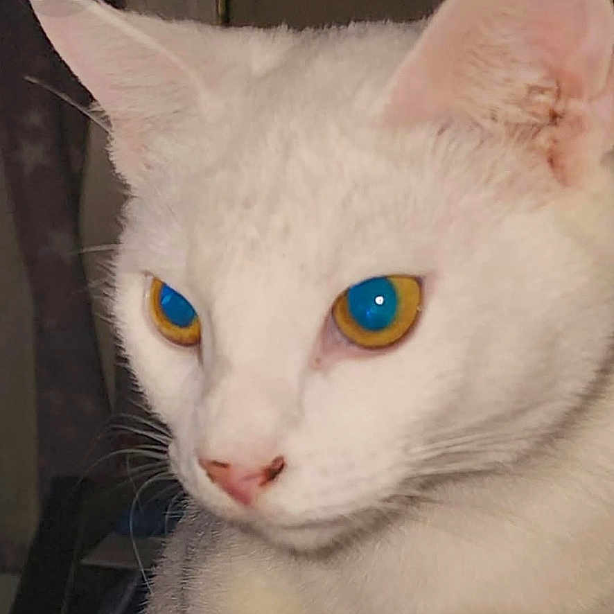 Sassy joined the competition — help win amazing prizes! alert, animal, blue_eyes, cat, close_up, cute, domestic_animal, ears, eyes, face, feline, fur, indoor, looking_away, muzzle, pet, portrait, whiskers, white_cat, yellow_eyes