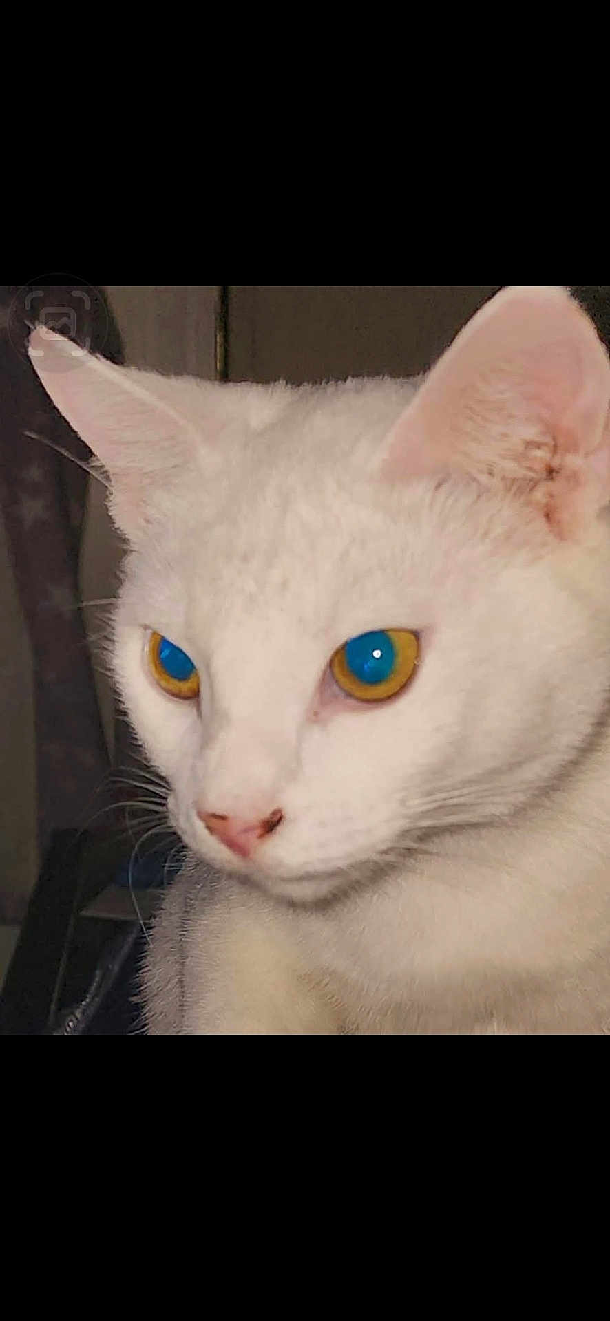 Sassy joined the competition — help win amazing prizes! cat, white_cat, close_up, animal, pet, feline, face, ears, whiskers, eyes, blue_eyes, yellow_eyes, fur, muzzle, indoor, domestic_animal, portrait, looking_away, cute, alert