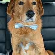 Mino participe au concours pour gagner de l'argent avec cette photo : adorable, animal, bow_tie, brown_fur, canine, car_interior, close_up, companion, cute, dog, domestic_animal, formal, furry, indoor, leather_seat, looking_away, pet, portrait, seatbelt, sitting