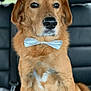 adorable, animal, bow_tie, brown_fur, canine, car_interior, close_up, companion, cute, dog, domestic_animal, formal, furry, indoor, leather_seat, looking_away, pet, portrait, seatbelt, sitting