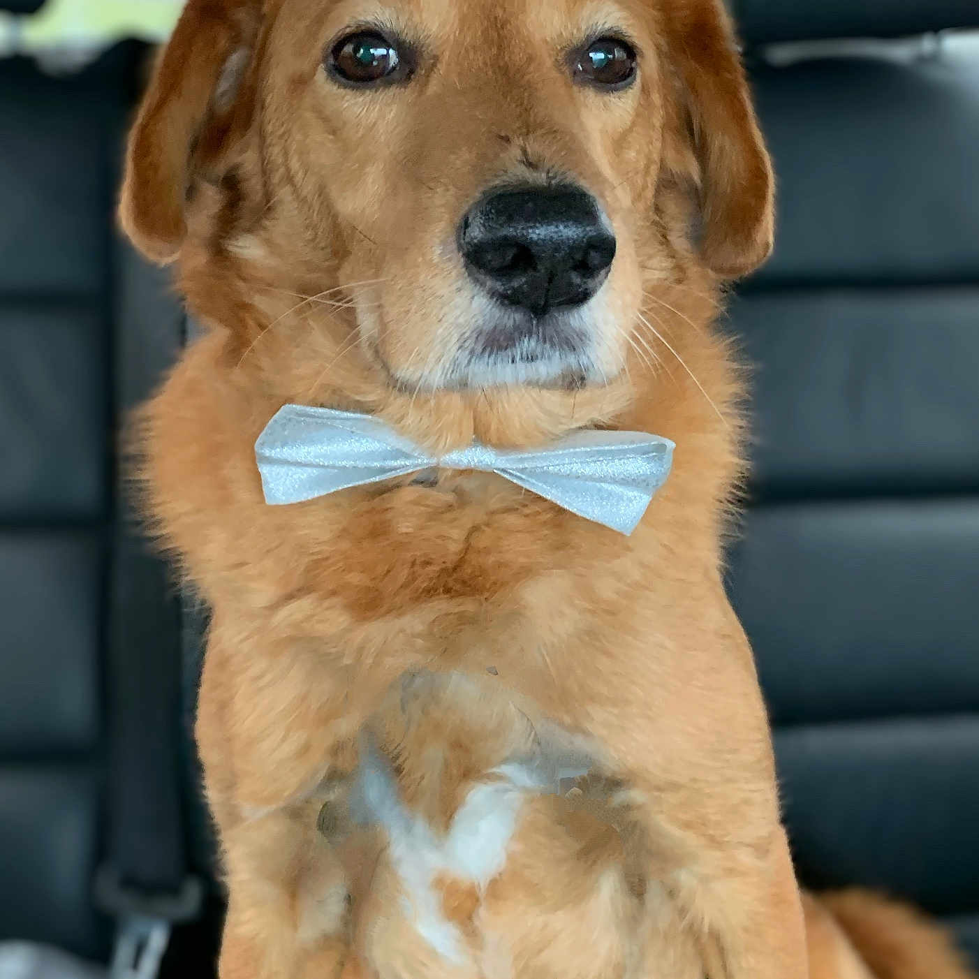 Mino participe au concours pour gagner de l'argent avec cette photo : adorable, animal, bow_tie, brown_fur, canine, car_interior, close_up, companion, cute, dog, domestic_animal, formal, furry, indoor, leather_seat, looking_away, pet, portrait, seatbelt, sitting