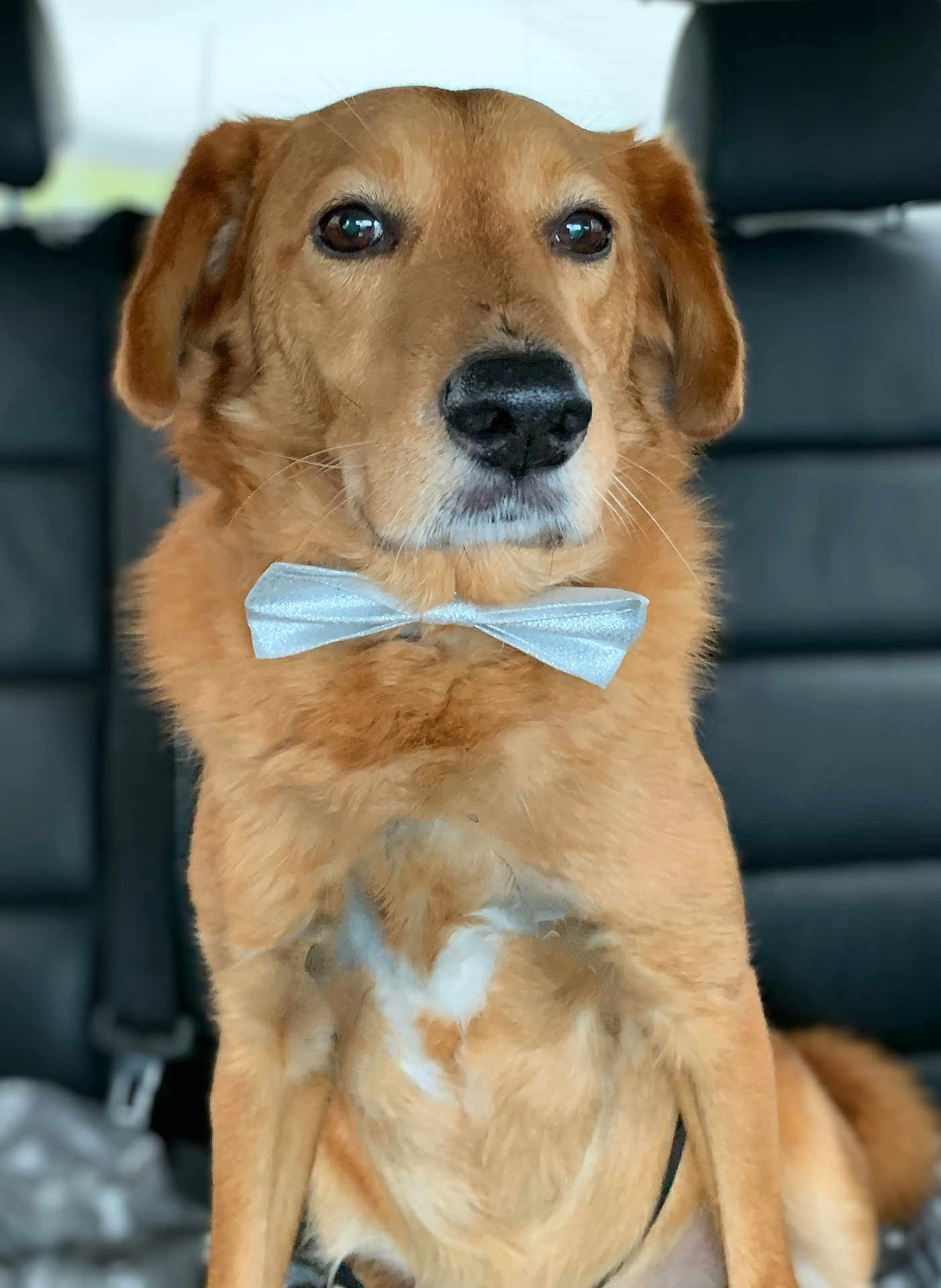 Mino participe au concours pour gagner de l'argent avec cette photo : adorable, animal, bow_tie, brown_fur, canine, car_interior, close_up, companion, cute, dog, domestic_animal, formal, furry, indoor, leather_seat, looking_away, pet, portrait, seatbelt, sitting