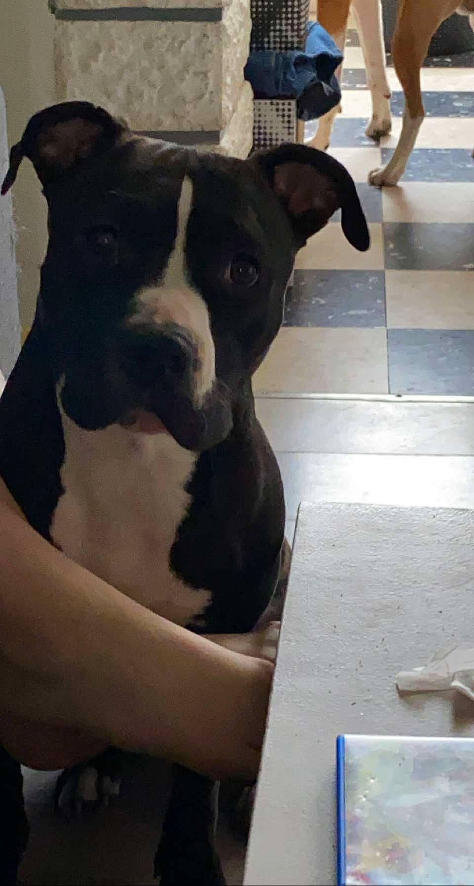 Bouba a rejoint le concours — aidez-le/la à gagner de superbes lots ! boston_terrier, canidae, carnivore, collar, comfort, companion_dog, dog, dog_breed, dog_collar, ear, fawn, flooring, guard_dog, molosser, non_sporting_group, sporting_group, whiskers, window, working_animal, working_dog