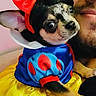 Toast is registered to the contest to win money with this photo: animal, black_and_tan, blue_top, close_up, costume, cute, dog, dress, ears, face, holding, indoor, person, pet, portrait, puppy, red_bow, small_dog, smile, yellow_skirt