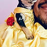 Toast joined the competition — help win amazing prizes! adorable, animal, chihuahua, close_up, costume, cute, dog, dress, face, happy, indoor, pet, pet_clothing, portrait, puppy, red_rose, shoulder, smiling_man, tiara, yellow_dress