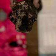 Toast is registered to the contest to win money with this photo: animal, background, black, blurry, brown, canine, close_up, cute, dog, domestic, ears, face, fur, indoor, mammal, pet, portrait, red, small, speckled
