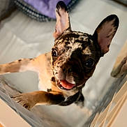 Toast joined the competition — help win amazing prizes! dog, puppy, french_bulldog, indoor, cute, pet, animal, tongue_out, playful, close_up, ears_up, happy, fur, canine, young, looking_at_camera, smiling, friendly, energetic, house